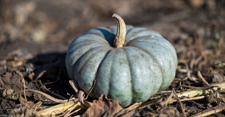 Jarrahdale Pumpkin Growing & Care - Featured image