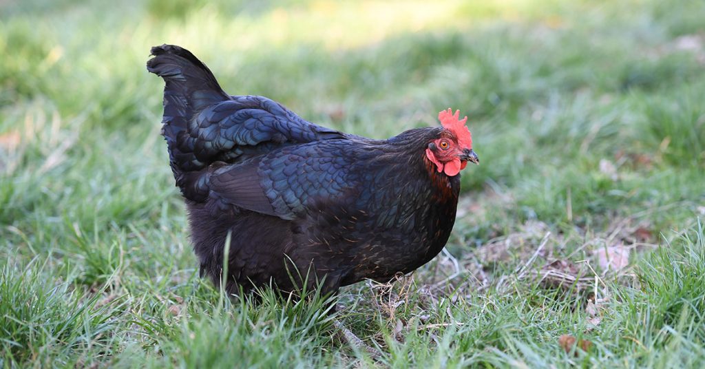 Jersey Giant Chicken Egg Laying & Care The Garden Magazine
