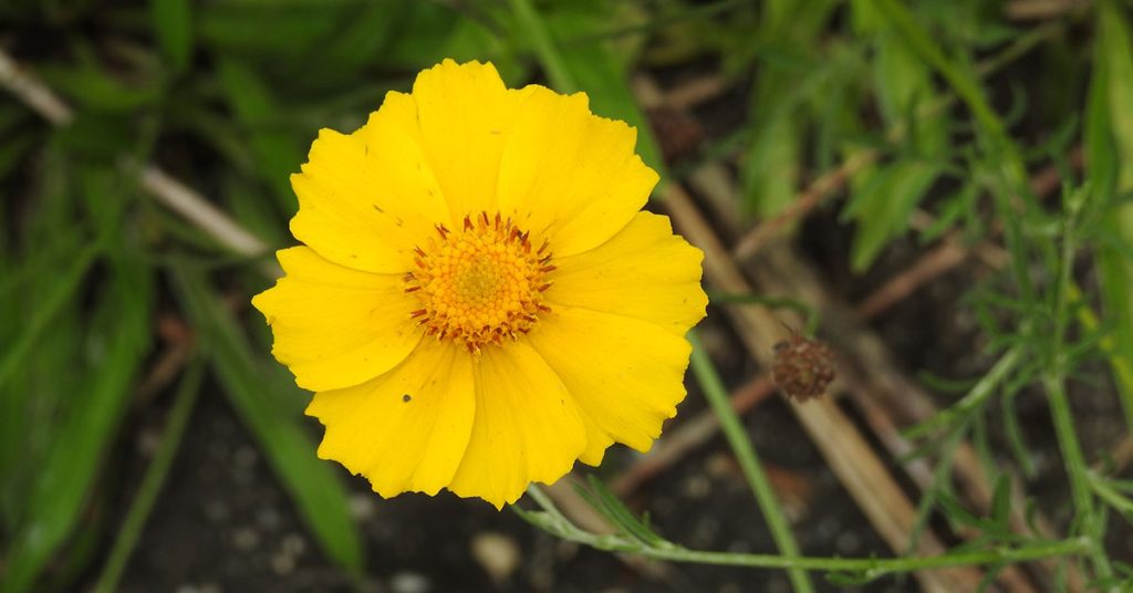 Lanceleaf Coreopsis