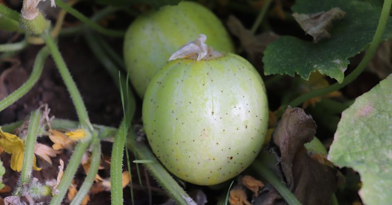 Lemon Cucumber Growing & Care Guide - Featured image