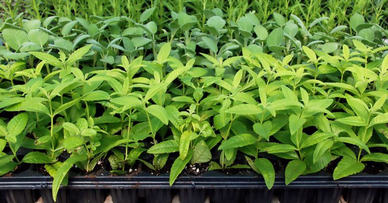 Lemon Verbena Growing & Care Guide - Featured image