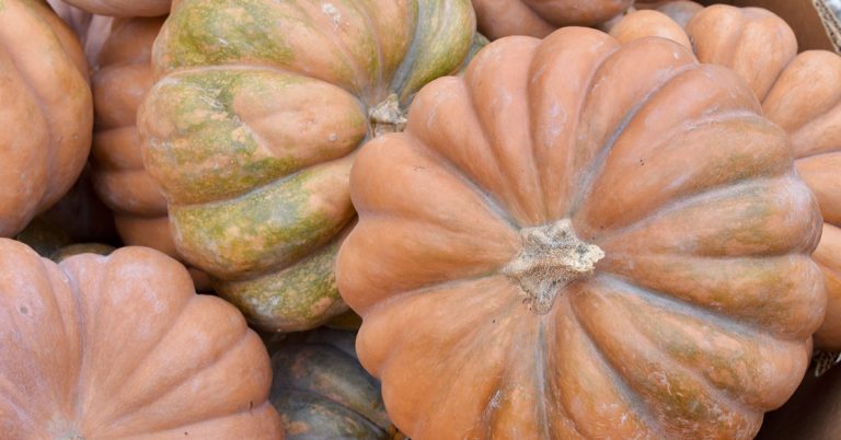 10 Tips for Extending Your Growing Season into Fall - Featured image