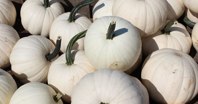 Lumina Pumpkin Growing & Care - Featured image