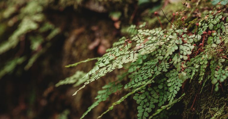 How To Fix A Dying Maidenhair Fern - Featured image