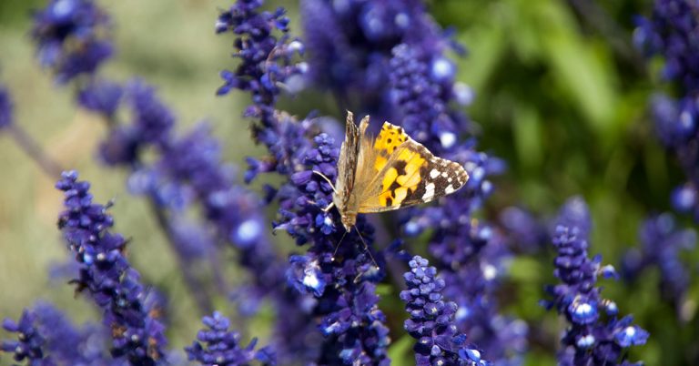 Mealy Blue Sage Growing & Care Guide - Featured image