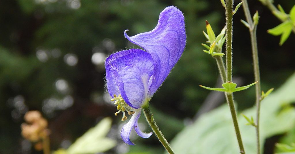 monkshood