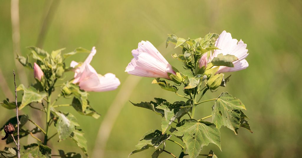 Mountain Hollyhock Growing & Care Guide - Featured image