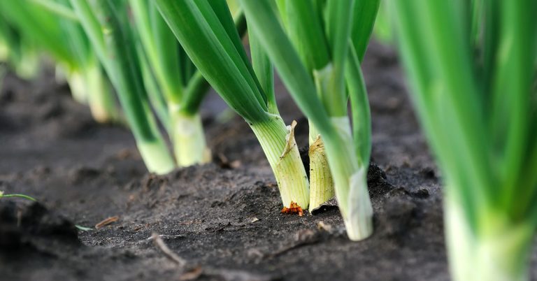 Best Fertilizer For Onions | When & How To Feed Your Onions - Featured image
