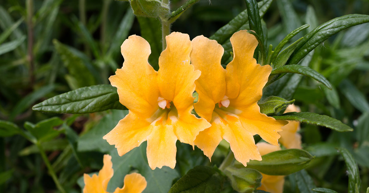 Orange Bush Monkeyflower Growing & Care