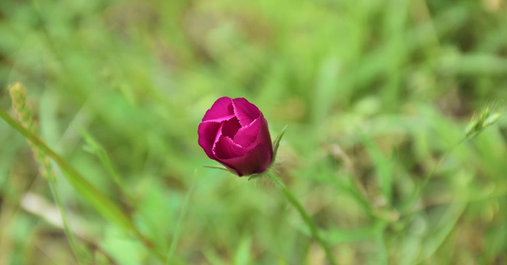 Prairie Winecups Growing & Care Guide - Featured image