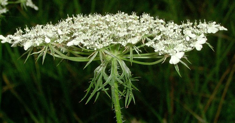 Queen Anne’s Lace Growing & Care - Featured image