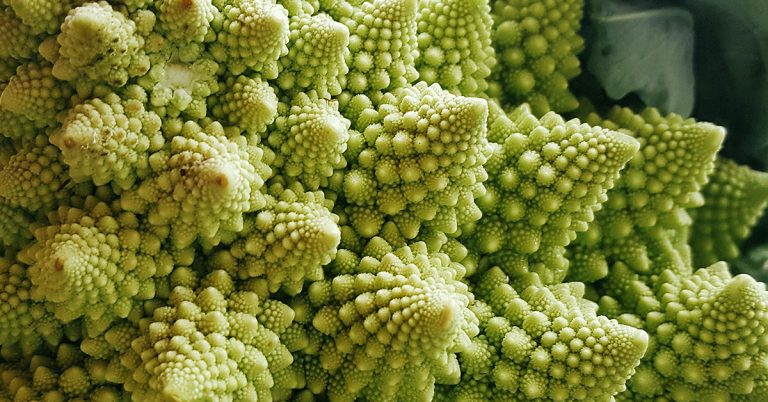 Romanesco Broccoli Growing & Care Guide - Featured image