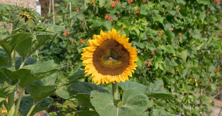 Russian Giant Sunflower Growing Guide - Featured image