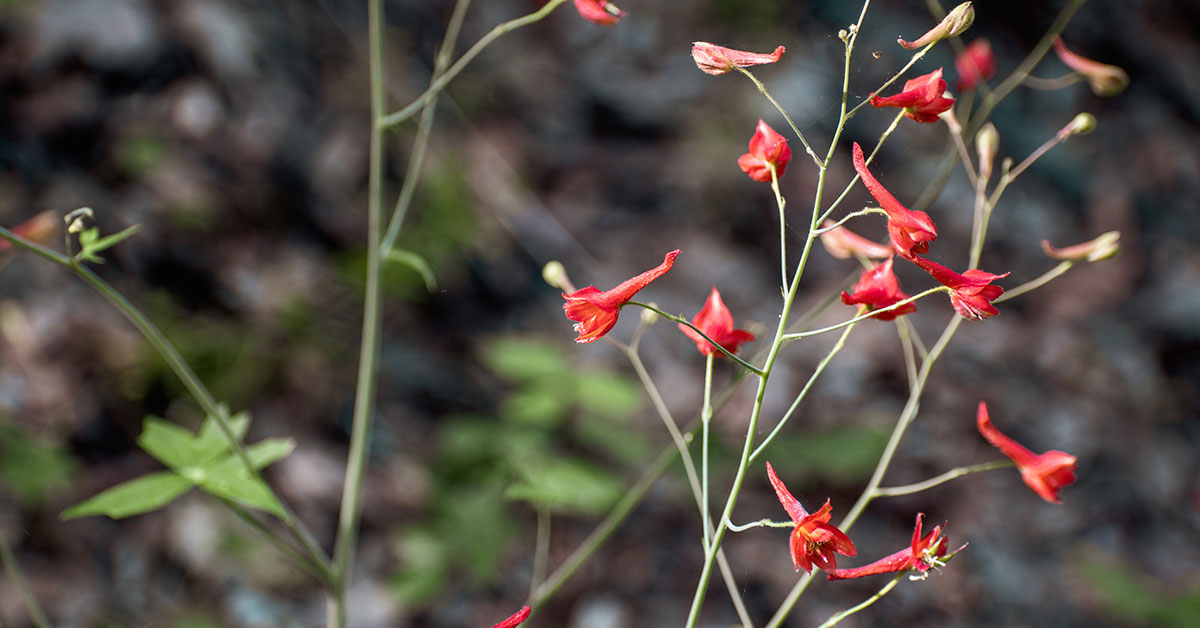 Scarlet Larkspur Growing & Care