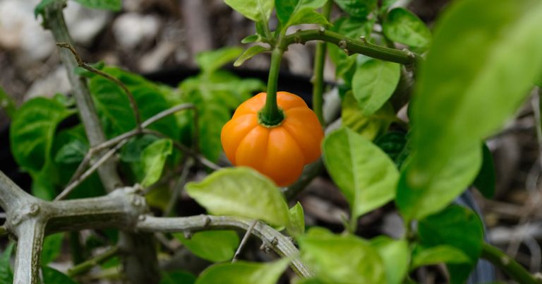 Scotch Bonnet Pepper Growing & Care - Featured image