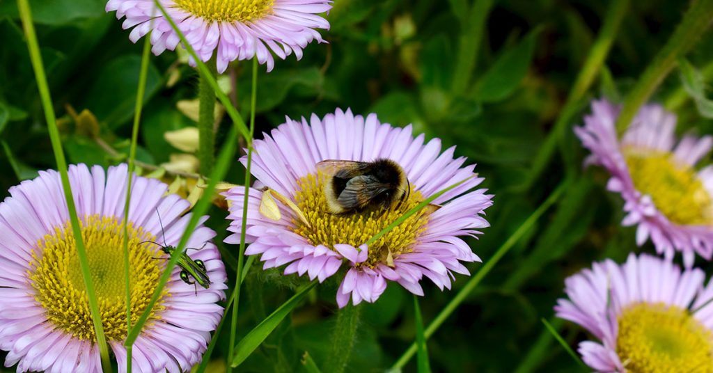 Seaside Daisy Growing & Care The Garden Magazine