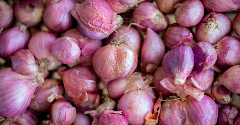 When To Plant Shallots In The UK - Featured image