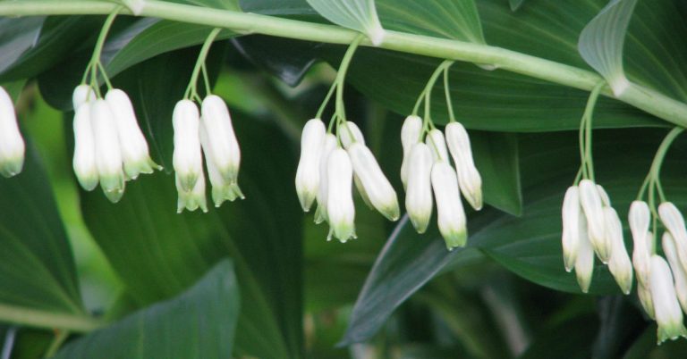 Solomon’s Seal Growing & Care Guide - Featured image