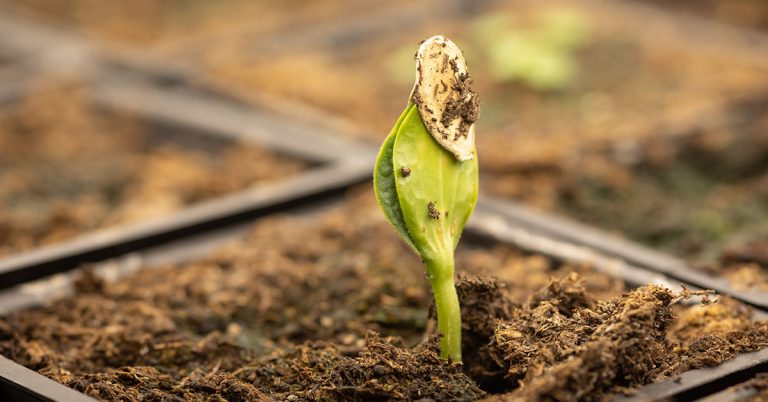 How To Plant Squash (Seed To Outdoors) - Featured image