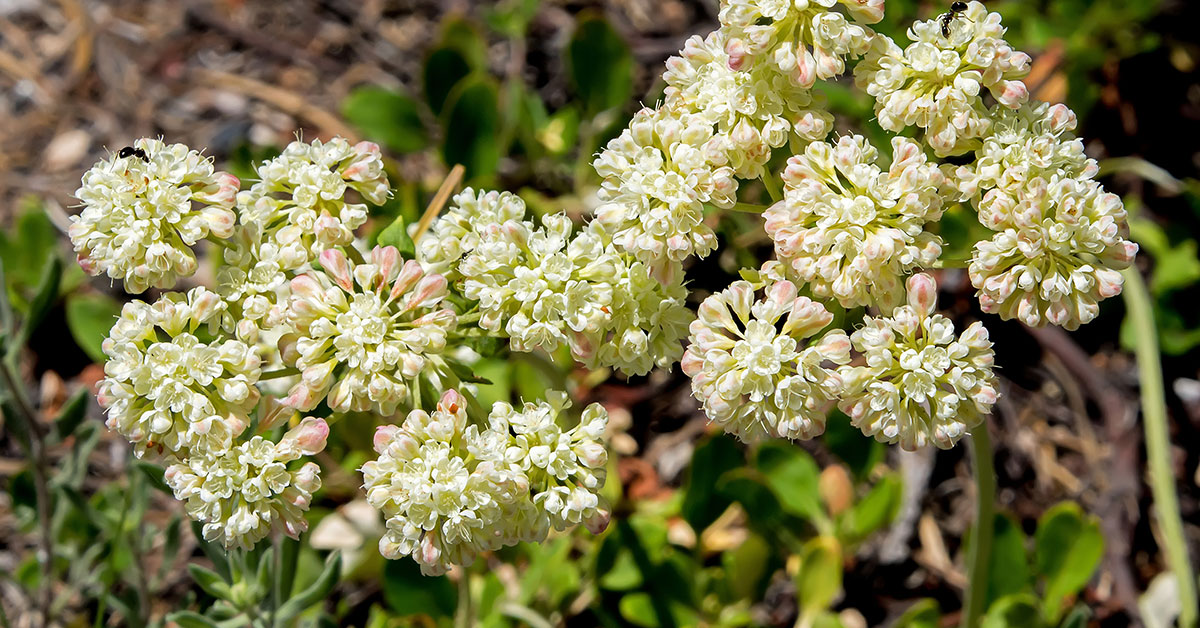 Sulphur Flower Growing & Care Guide The Garden Magazine