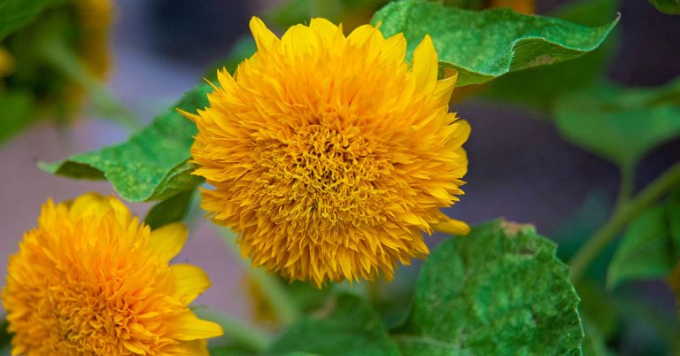 Teddy Bear Sunflower Growing Guide - Featured image