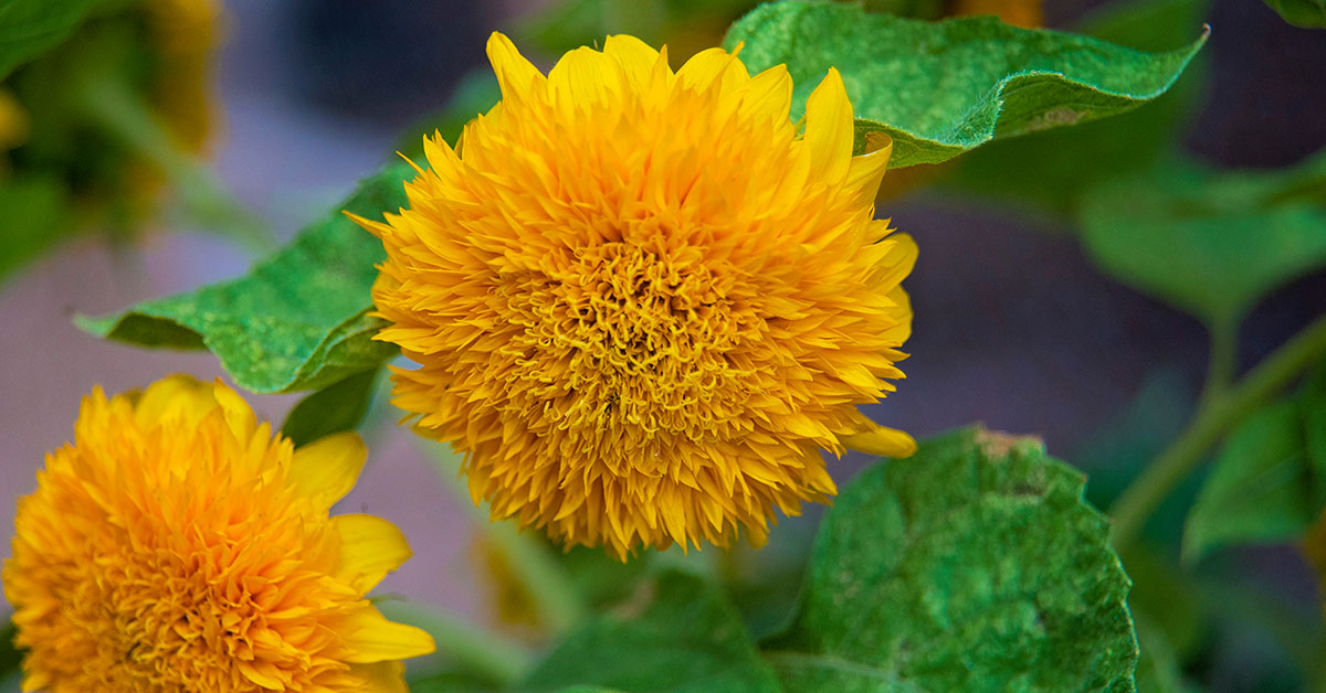 Teddy Bear Sunflower Growing Guide The Garden Magazine