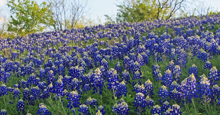 The State Flower Of Texas: Bluebonnets (Lupinus texensis) - Featured image