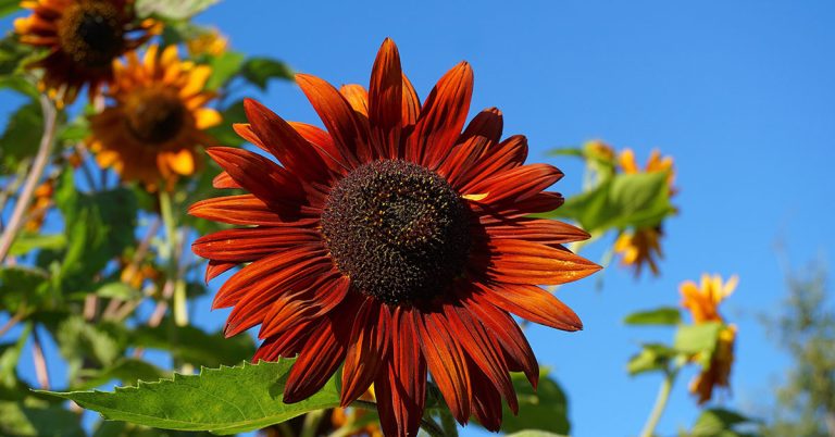 Velvet Queen Sunflower Growing Guide - Featured image