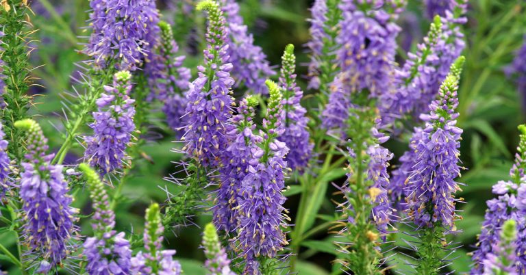 Veronica Growing & Care Guide - Featured image