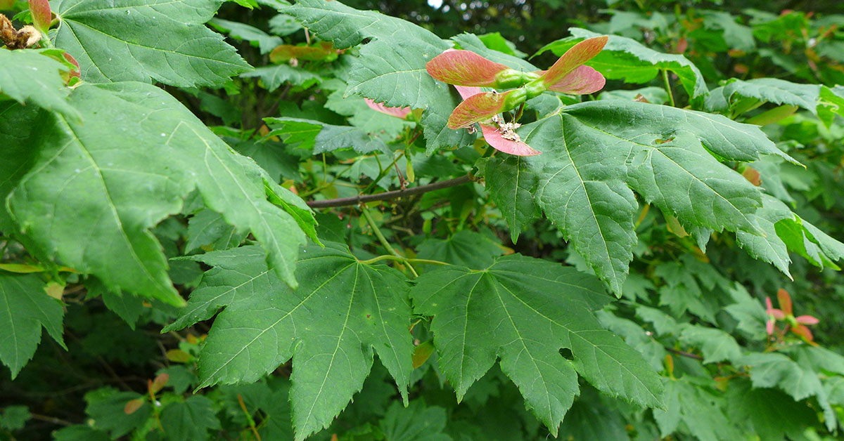 vine maple