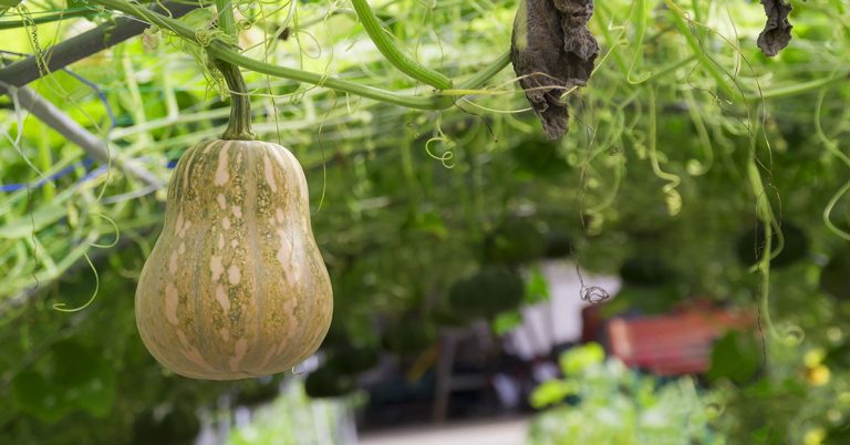 When To Plant Butternut Squash In New Zealand - Featured image