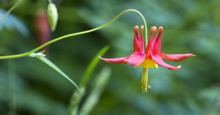 15 Shade-Loving Flowers for a Lush, Shady Garden - Featured image
