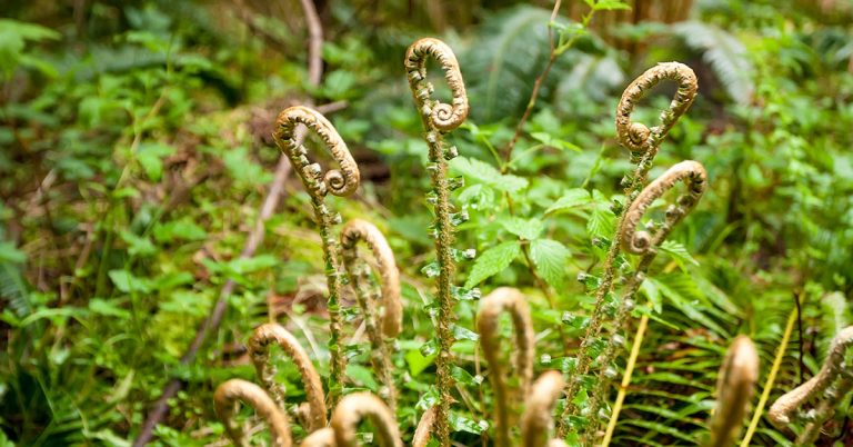 Western Sword Fern Growing & Care - Featured image
