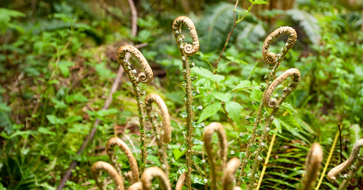 Western Sword Fern Growing & Care