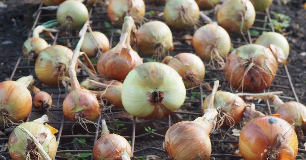 white onions