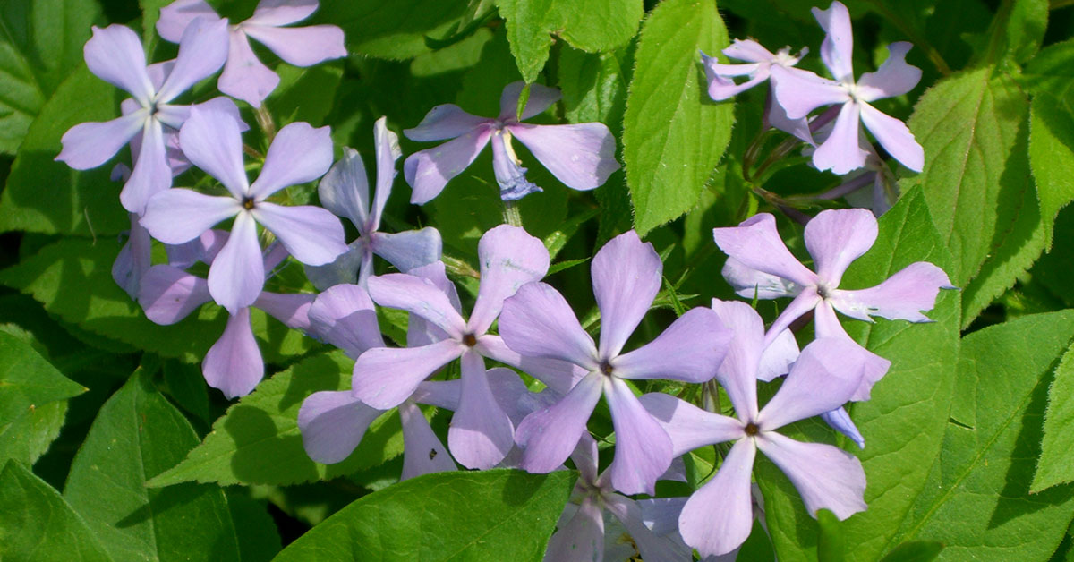 Woodland Phlox Growing & Care Guide - The Garden Magazine