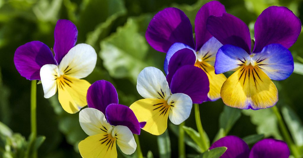 Johnny Jump Up Growing & Care Guide The Garden Magazine