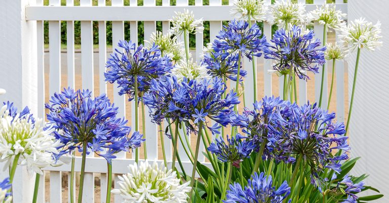 When To Plant Agapanthus In The UK - Featured image