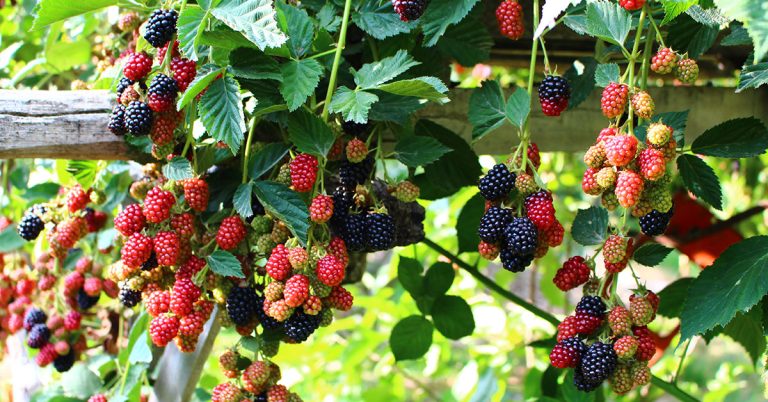 How To Propagate Blackberries - Featured image