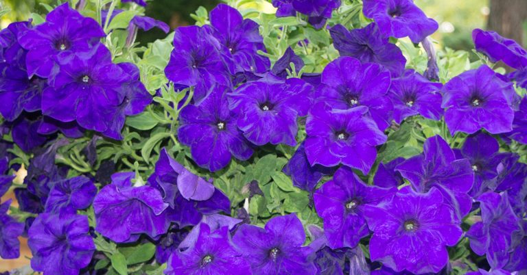 15 Varieties Of Blue Petunia Flowers - Featured image