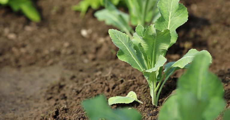 10 Vegetables You Can Harvest And Re-Plant In July For A Fall Harvest - Featured image