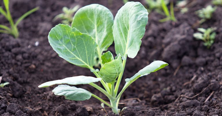 Best Fertilizer For Brussels Sprouts | When To Feed Brussels Sprouts - Featured image