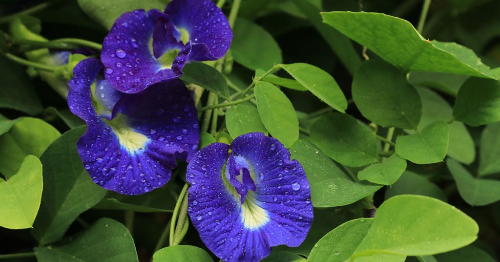 butterfly pea