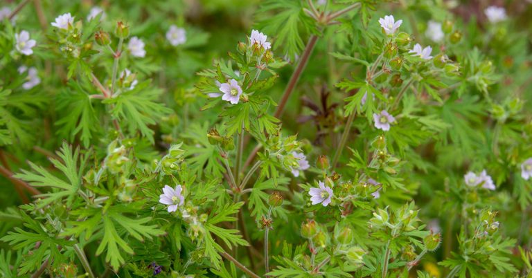 Carolina Geranium Growing & Care Guide - Featured image