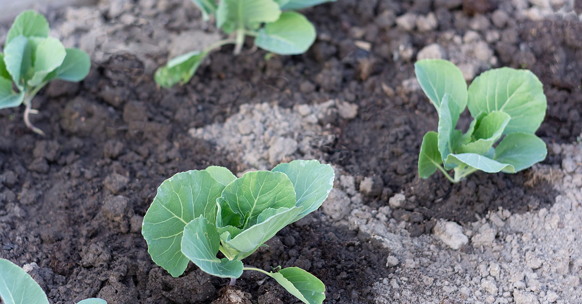 Graffiti Cauliflower Growing & Care The Garden Magazine