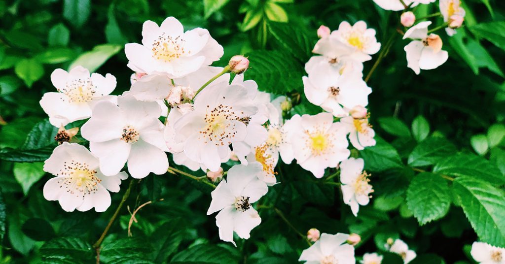 cherokee rose