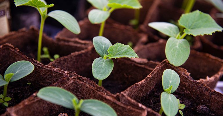 Best Fertilizer For Cucumbers | When To Feed Your Cucumbers - Featured image