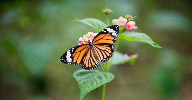 15 Flowers That Attract Monarch Butterflies - Featured image