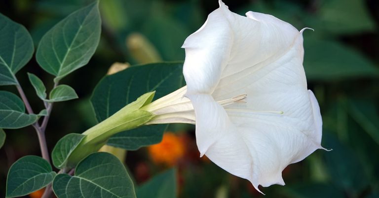 Datura Growing, Care, & Toxicity Info - Featured image