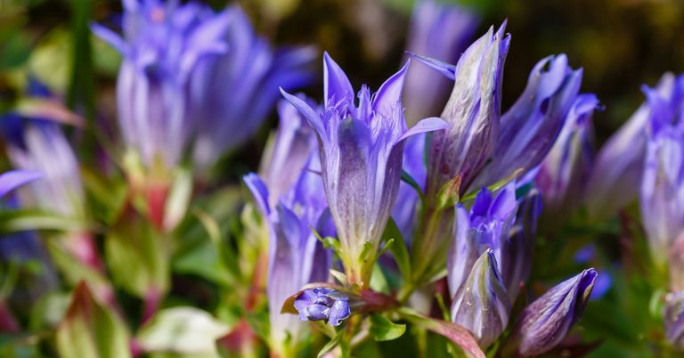 Gentian Growing & Care Guide - Featured image